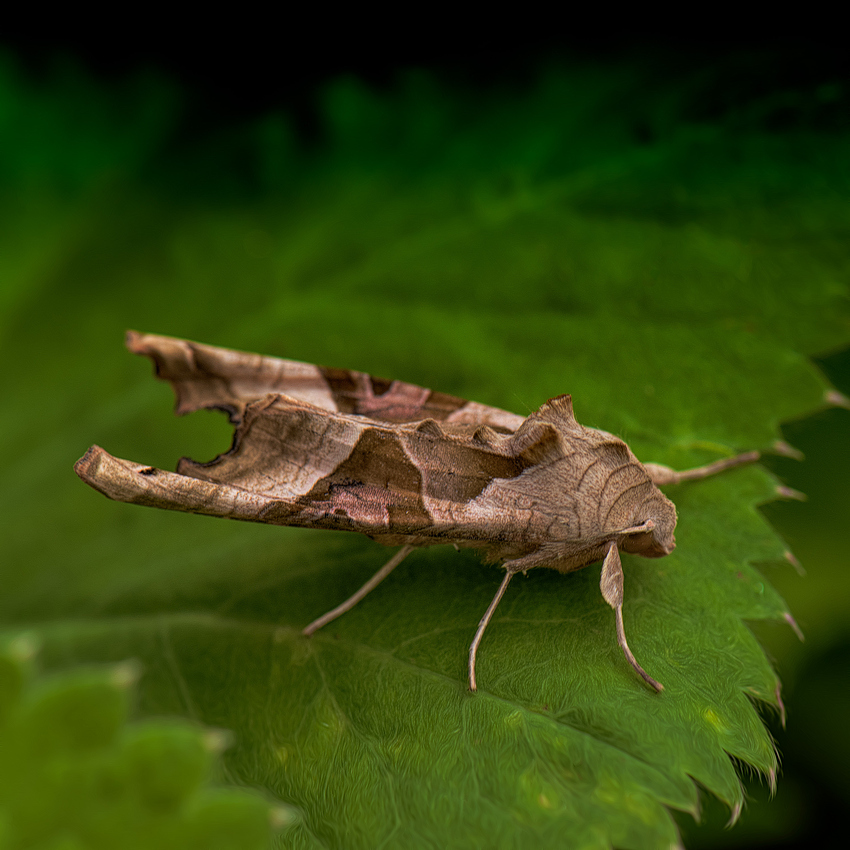 Leaf Moth in My Garden People and Animals Topaz Discussion Forum