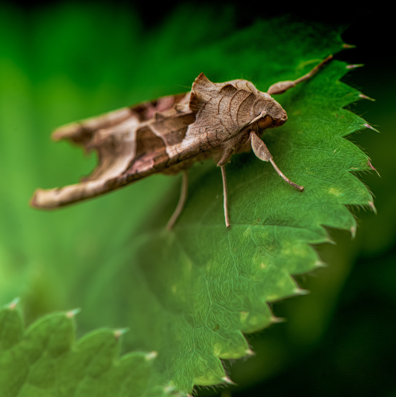 Leaf Moth in My Garden People and Animals Topaz Discussion Forum